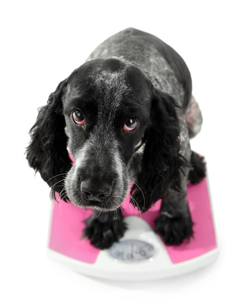 Собака на весах, изолированная на белом
