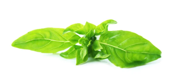 Green fresh basil isolated in white — Stock Photo, Image