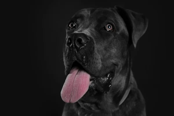 Cane corso italiano chien sur fond noir — Photo