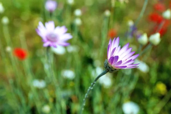 Açık havada küçük çiçekli güzel yeşil alan — Stok fotoğraf