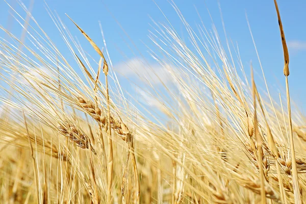 Spighe di grano su sfondo cielo blu — Foto Stock