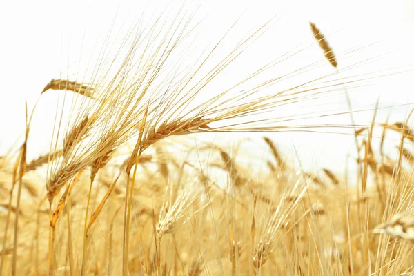 Uši pšenice na modrém pozadí oblohy — Stock fotografie