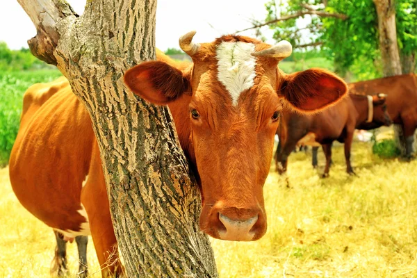 Yaz çayır otlayan inekler — Stok fotoğraf