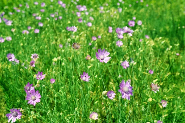 Beautiful green field with small flowers outdoors — Stock Photo, Image