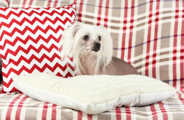 Chien chinois à crête reposant sur un canapé, à l'intérieur — Photo