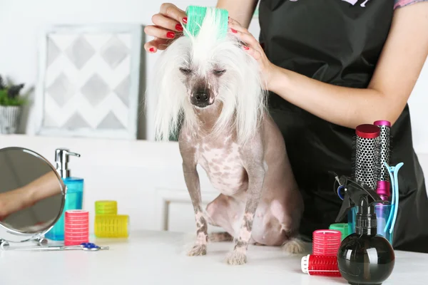 Kínai meztelen kutya: barbershop portréja — Stock Fotó