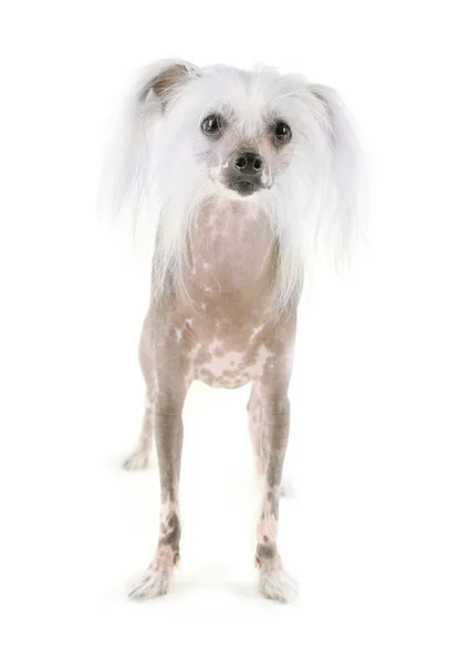 Chinese Crested dog isolated on white — Zdjęcie stockowe