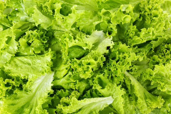 Green fresh lettuce close up — Stock Photo, Image