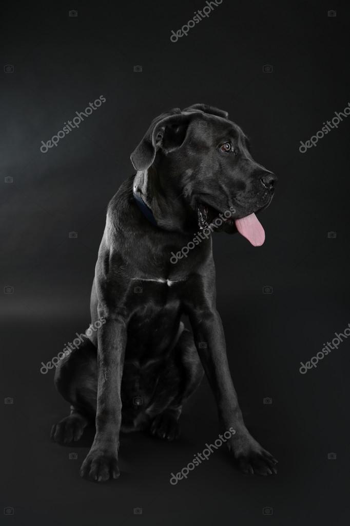 cane corso italiano black