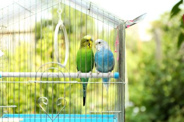 Şirin renkli muhabbet kuşu