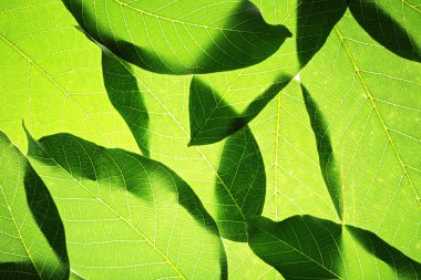 yeşil yapraklar arkaplan