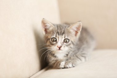 Şirin gri yavru kedi evde