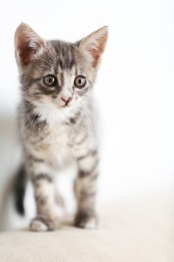Şirin gri yavru kedi evde
