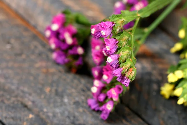 Beautiful wild flowers — Stock Photo, Image