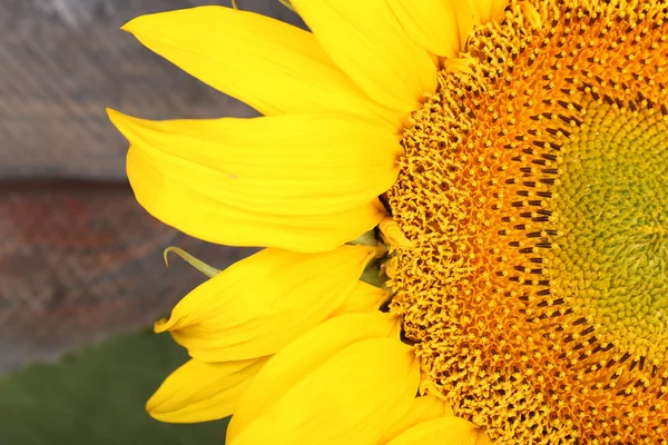 Piękny słonecznik zbliżenie — Zdjęcie stockowe