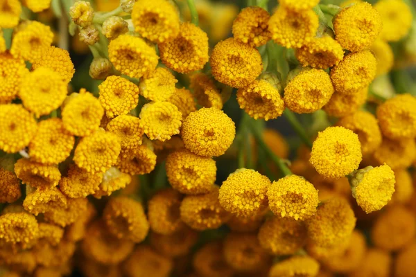 Hermosas flores silvestres de cerca — Foto de Stock