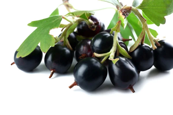 Wild black currant with green leaves — Stock Photo, Image