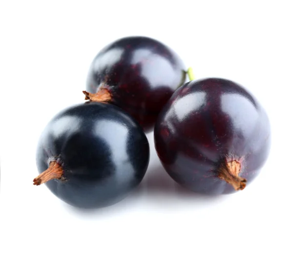 Wild black currant — Stock Photo, Image