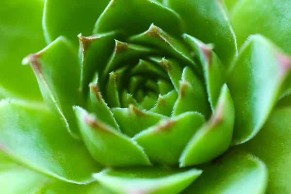 Bella pianta succulenta — Foto Stock