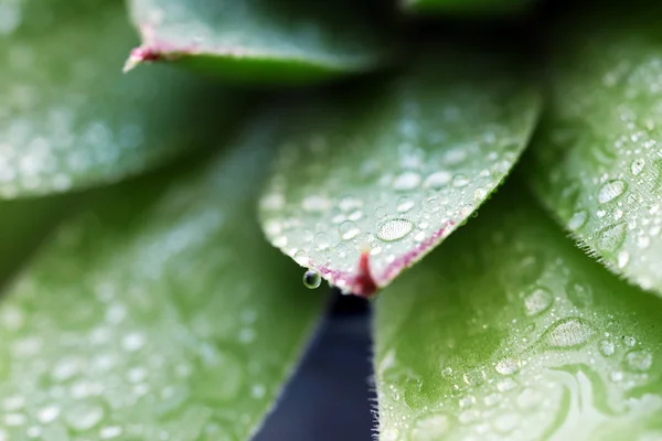 Суккулентное растение с каплями воды — стоковое фото