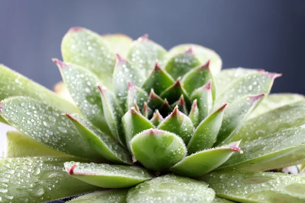 Суккулентное растение с каплями воды — стоковое фото