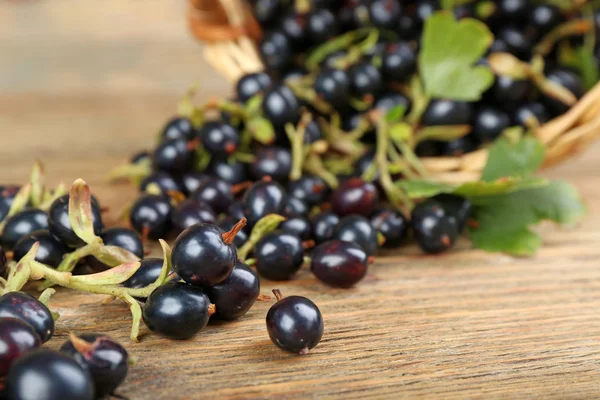 Fresh black currants in wicker basket — Stock Photo, Image