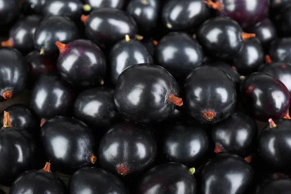 Un mucchio di ribes nero selvatico — Foto Stock