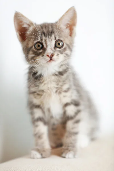 Leuk Katje grijze thuis — Stockfoto