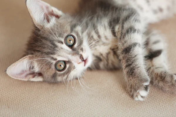 Leuk grijze katje op sofa thuis — Stockfoto