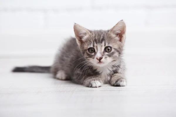 Carino gattino grigio sul pavimento a casa — Foto Stock