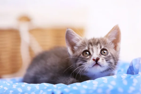 Carino gattino grigio a casa — Foto Stock