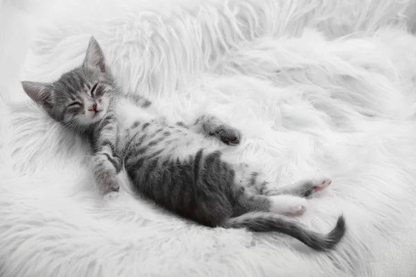 Cute gray kitten sleeping on carpet at home — Stock Photo, Image