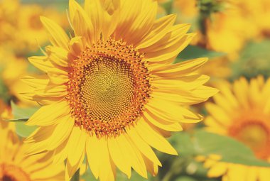 Güzel ayçiçeği alan güneş ışığı ile