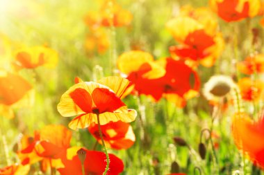 Güneş ışığı ile güzel parlak kırmızı poppy ile çayır