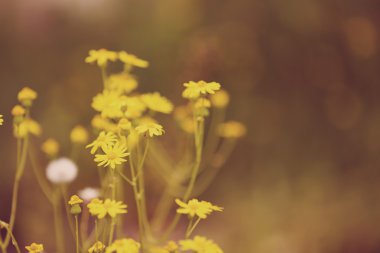 Güneş ışığı ile güzel kır çiçekleri