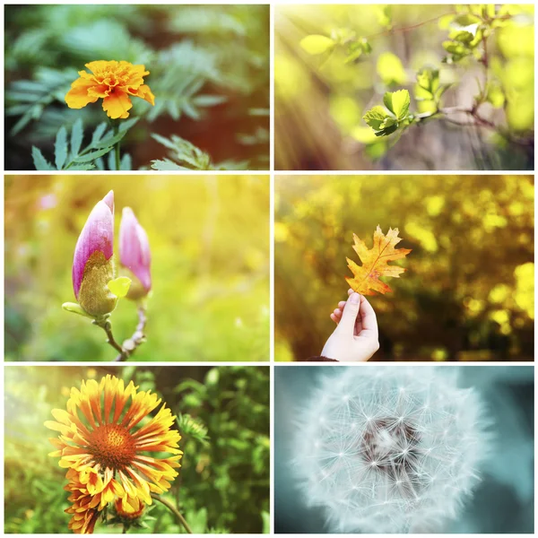 Krásné Přírodní Koláž Květy Listy — Stock fotografie