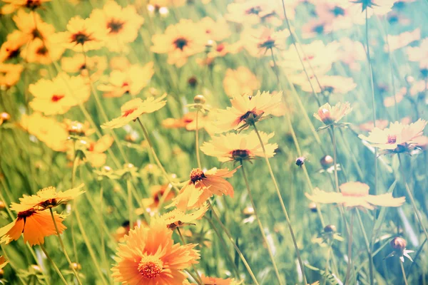 Kosmos květy s slunečního záření — Stock fotografie