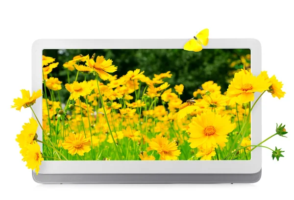 Tableta con fondo de pantalla de la naturaleza en pantallas aisladas en blanco —  Fotos de Stock