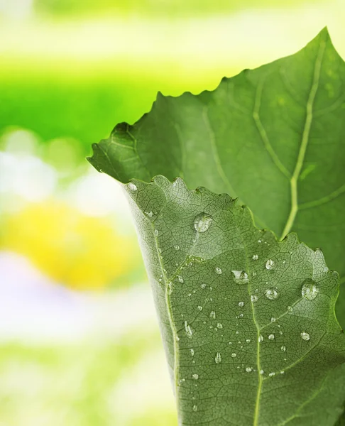 Fresh green leaf with drops close-up — Stock Photo, Image