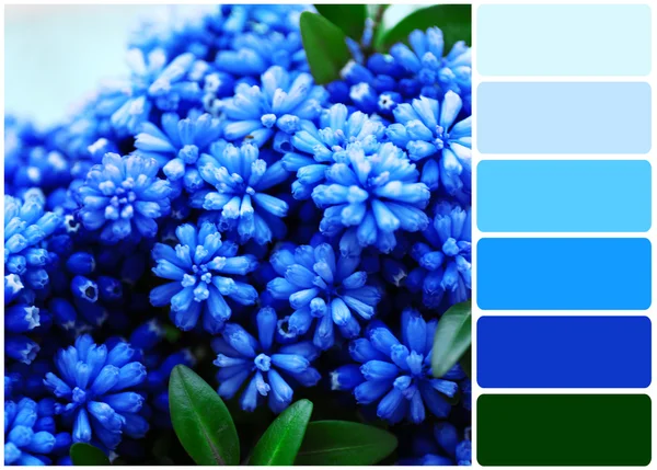 Belo buquê de muscari e paleta de cores — Fotografia de Stock