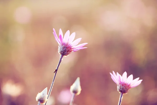 Vackra vilda blommor i fältet med solljus — Stockfoto