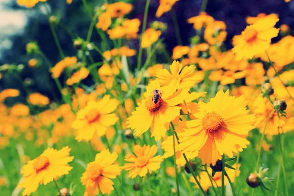 Bellissimi fiori del cosmo nel campo con la luce del sole — Foto Stock