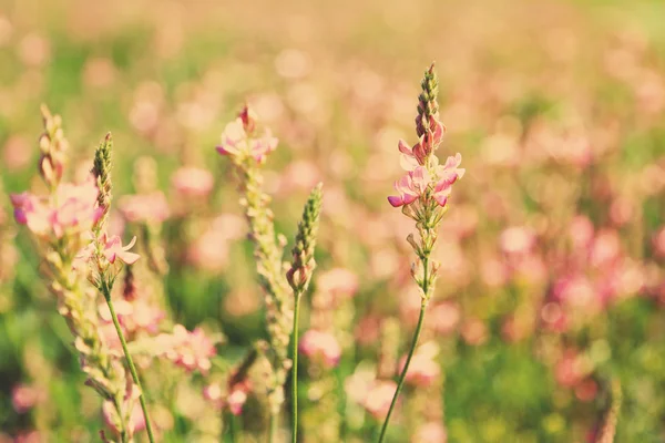 Όμορφο άγρια λουλούδια στον τομέα με το φως του ήλιου — Φωτογραφία Αρχείου