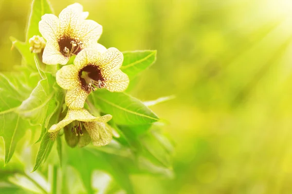 Beautiful wild flowers with sunlight — Stock Photo, Image