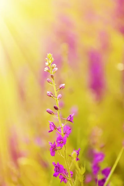 Όμορφο άγρια λουλούδια, με το φως του ήλιου — Φωτογραφία Αρχείου