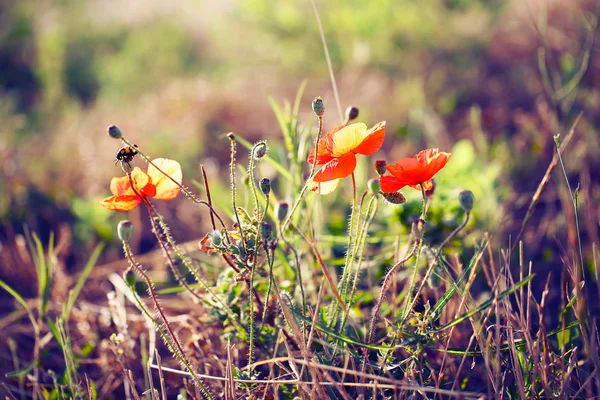 Hermosas amapolas en el campo con luz solar — Foto de Stock