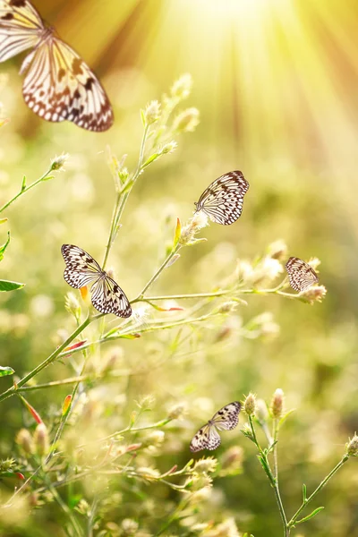 Hermosas mariposas en flores silvestres — Foto de Stock