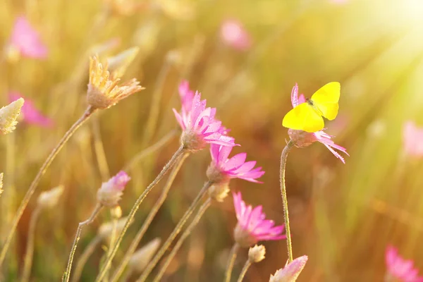 Piękny motyl na kwiatach — Zdjęcie stockowe