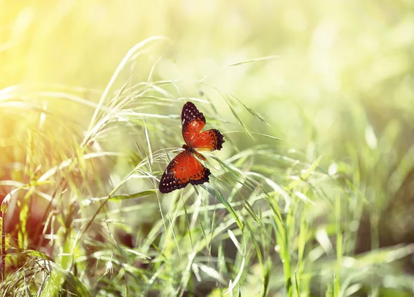 Mooie vlinder op groen gras — Stockfoto