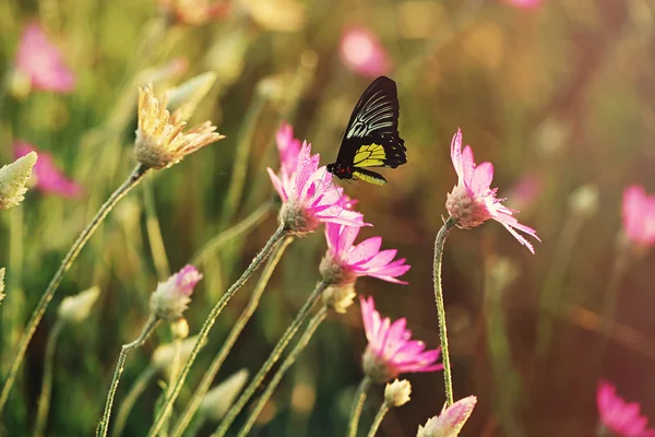 Hermosa mariposa en flor —  Fotos de Stock